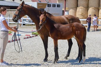 Klisnička po Eldorado 45 - 5