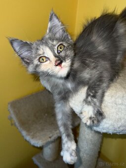 Mainská mývalí křížená koťátka - 5