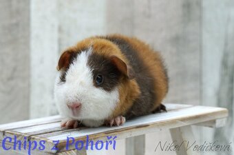 Morčátka US Teddy s PP - 5