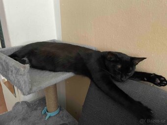 Kocourek Balerion hledá nový domov - 5