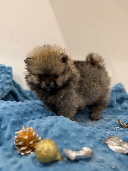 Štěňátka trpasličí špic bez PP - 5