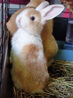 Zakrslý beránek – mláďata k odběru 🐰 - 5