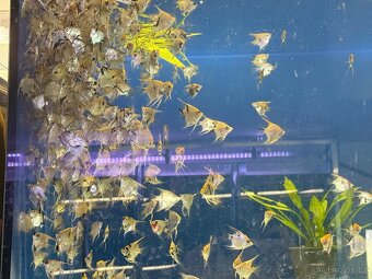 Prodej akvarijnich ryb - 5