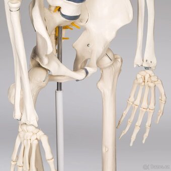 Anatomický model lidské kostry 180 cm - 5