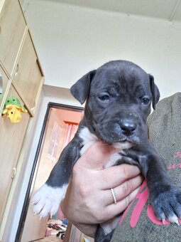 Štěňátka pitbull - 5