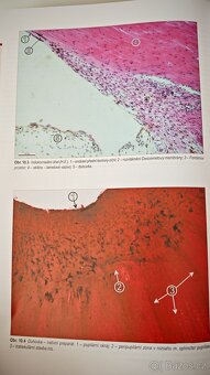 Histologický atlas - Jindřich Martínek, Zdeněk Vacek - 5