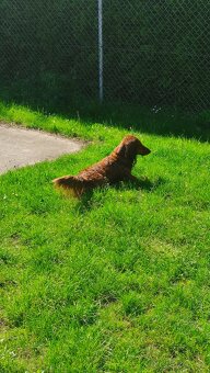 Jezevčík dlouhosrstý standard - 5