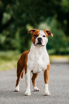 Nabízím krytí uchovněným psem s PP - 5