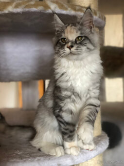 Mainská mývalí sPP - 5