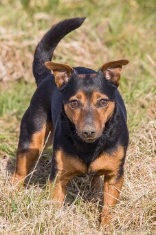 Sigma 150-600 mm f/5-6,3 DG OS HSM Contemporary pro Canon - 5