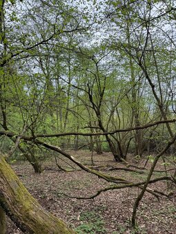 Prodám lesní pozemek v k.ú. Bednáreček - 5