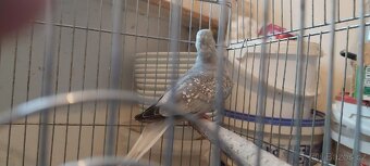 Holoubek diamantovy - 5