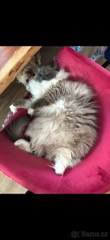 Ragdoll kocour a kočka - 5