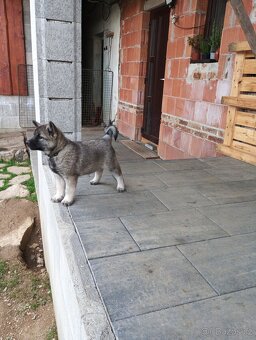 Norský losí pes šedý - štěňata - 5