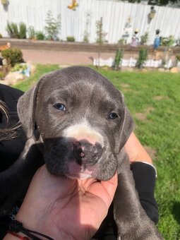 American bully - 5