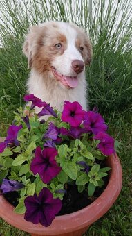 Australský ovčák s PP - red merle - 5