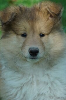 KOLIE DLOUHOSRSTA ZLATA Pes - 5