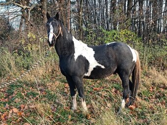 Hřebec Barock pinto - 5