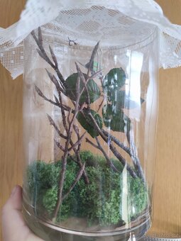 Strašilka australská - 5