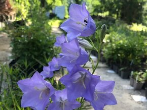 Zvonek broskvolistý - Campanula persicifolia 1000 semen 50 K - 5