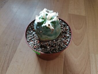 Kaktus Lophophora Diffusa - lofofora - ježunka - 5