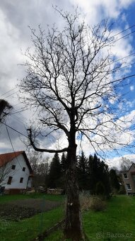 Ořech strom za odvoz - 5