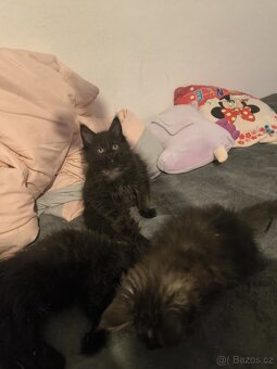 Mainská mývalí koťata s PP - 5