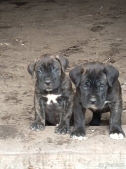 Cane Corso bez PP - 5