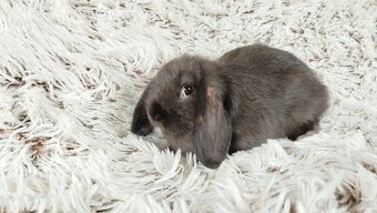 Zakrslý beránek, králíček, králík - PEGAS - 5