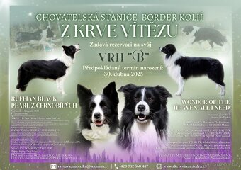 Border kolie - 5