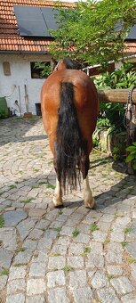 Velšský horský pony -welsh mountaine pony - 5