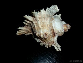 Starý kalamář z MUŠLE - LASTURY - 5