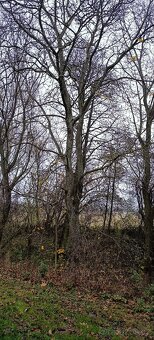 Kmeny ořešáku - 5