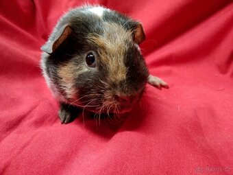 Morče 2x dalmatin, skg, sourozenci - 5