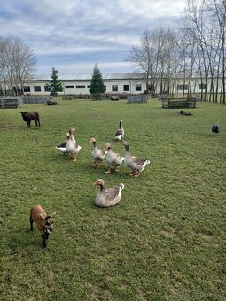 Prodám husy - Landéská - 5