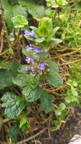 Ostřice, ibišek, huseník, orlíček, břečťan, touleň... - 5