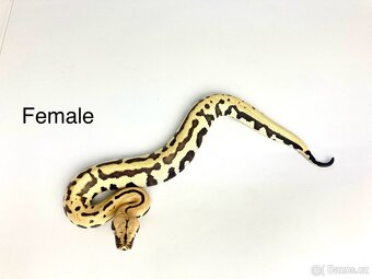 Krajta pestrá - Python brongersmai - 5