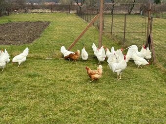 Leghorn - násadové vajíčka - 5