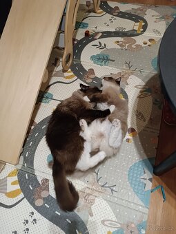 Nabidka krytí ragdoll seal mitted bez PP - 5