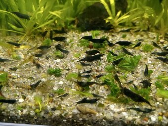 krevetky neocaridina - 5