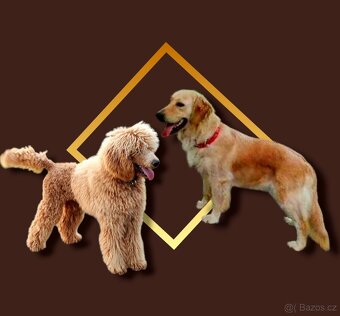 Goldendoodle F1 fenka - 5