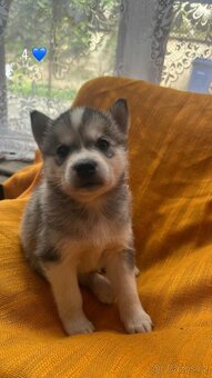 Prodáme štěnata husky bez pp - 5