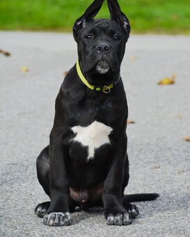 Cane Corso s PP (FCI) - 5