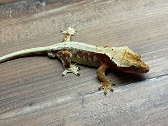 pagekon hrbolkohlavý,pagekon řasnatý - 5