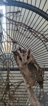 Výreček indický a jihoamerický - 5