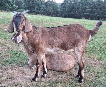 Kozička podílová anglonubijská - 5