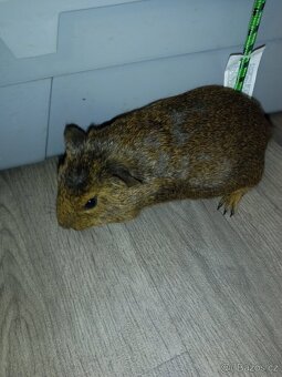 Morčata - samečci - 5