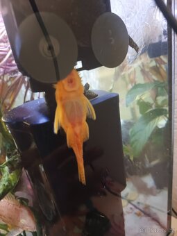 Pancerníčky a krunýřovce - 5