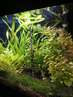 Krevetky neocaridina Blue dream - 5