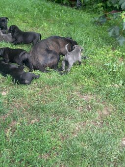Cane corso bez pp - 5